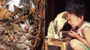 Người Điếc: khuyết tật hay cộng đồng ngôn ngữ thiểu số?